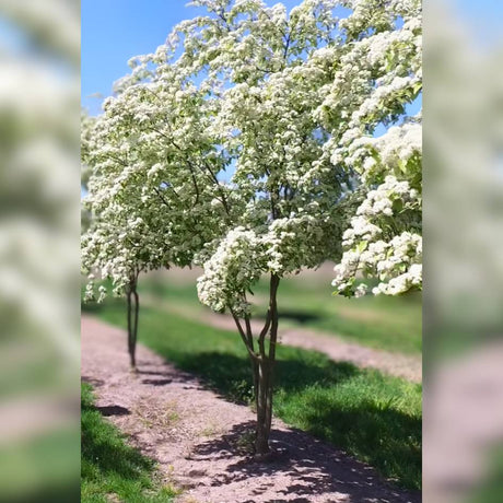 Two white-flowering Sorbus ‘Emiel’ trees lining a paved path.