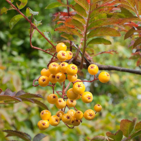 Close-up of yellow-orange Sorbus ‘Joseph Rock’ berries against red-tinged autumn leaves.