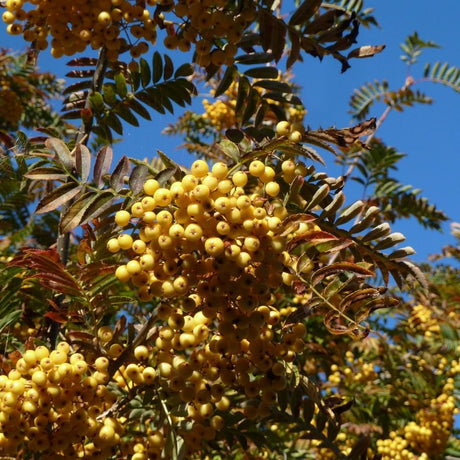Heavy clusters of golden-yellow berries on Sorbus ‘Joseph Rock’ beneath pinnate foliage.