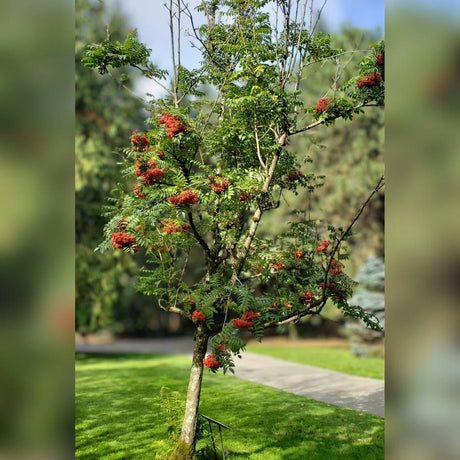Young Sorbus sargentiana tree heavily laden with red berries.