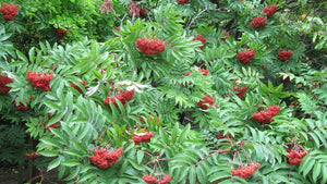 Pollinator friendly trees