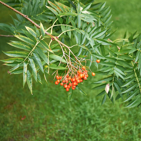 Clusters of red Sorbus ‘Dodong’ berries among long pinnate leaves.