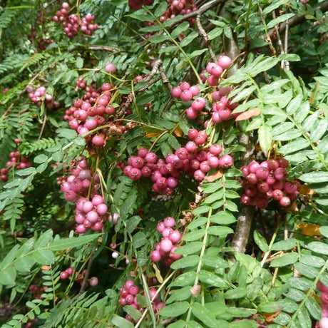 Dense pink-red Sorbus vilmorinii berry clusters among pinnate green leaves.