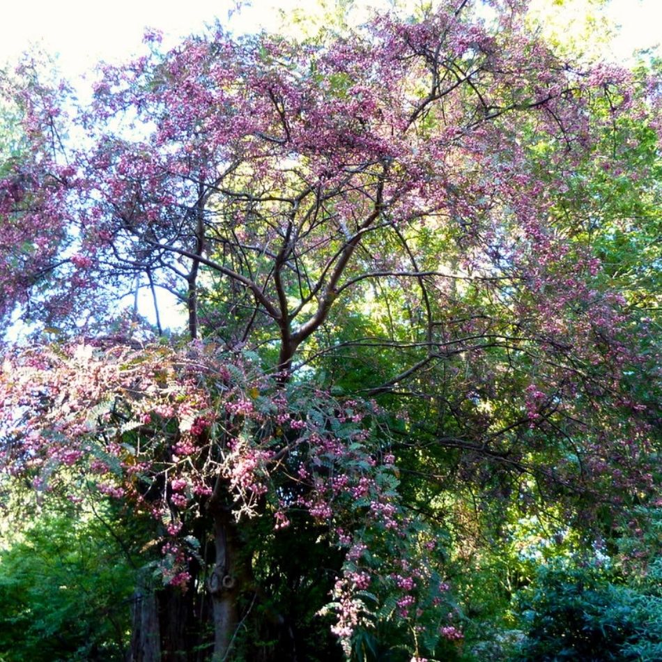 Sorbus vilmorinii