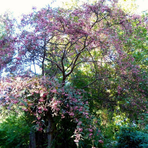 Sorbus vilmorinii