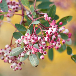 Sorbus vilmorinii