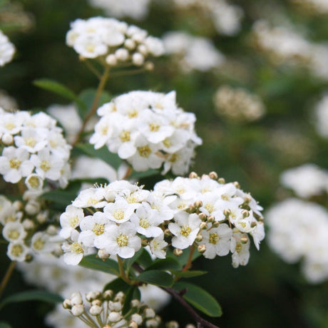 Close-up of rounded white flower clusters on Spiraea ‘Arguta’.