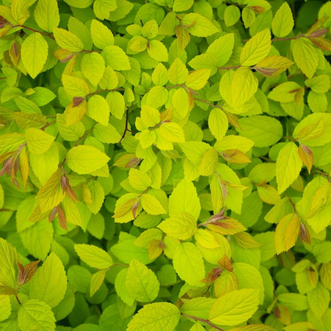 Spiraea japonica ‘Firelight’