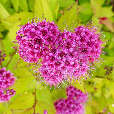 Honeybee feeding on vivid pink Spiraea japonica ‘Golden Princess’ flowers.