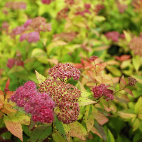 Spiraea japonica ‘Magic Carpet’ with dusky pink flower heads above copper-green foliage.