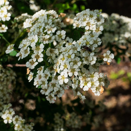 Cascading branch of Spiraea nipponica ‘Snowmound’ covered in white blossom.