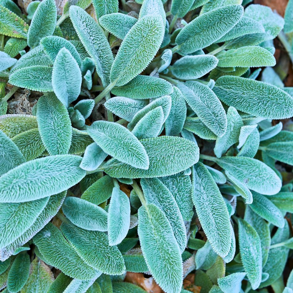 Close-up of a dense rosette of soft blue-grey Stachys byzantina leaves.