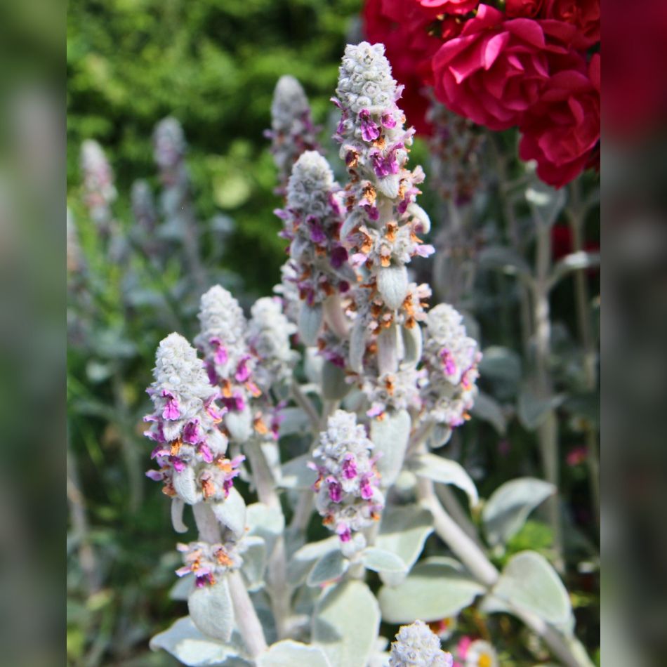 Stachys byzantina