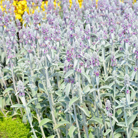 Drift of Stachys byzantina with silvery woolly leaves and upright pale flower spikes.