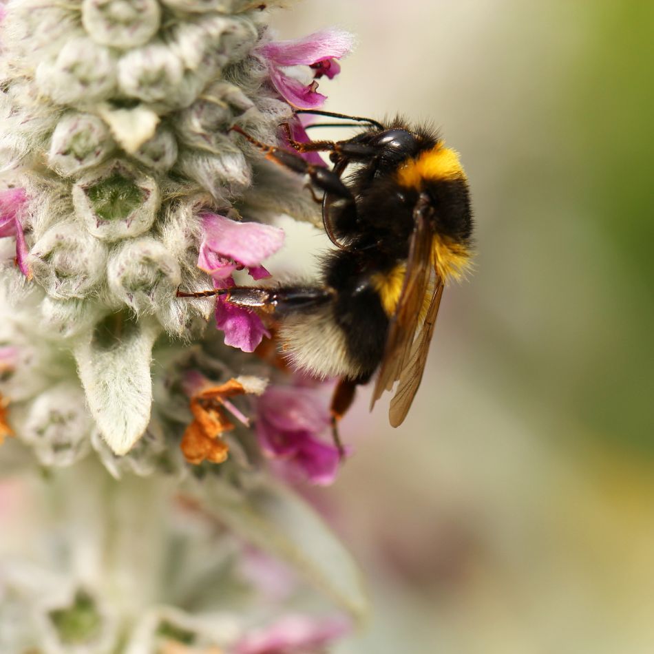 Stachys byzantina