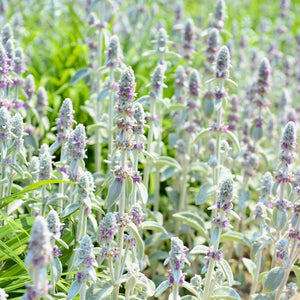 Stachys byzantina
