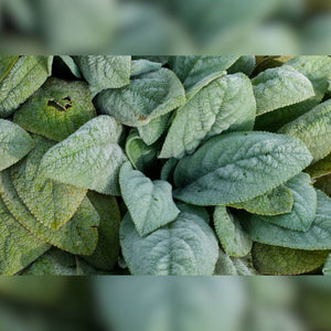 Stachys byzantina ‘Big Ears’