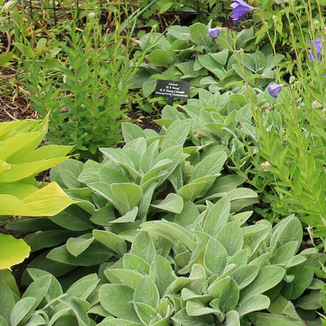 Stachys byzantina ‘Big Ears’