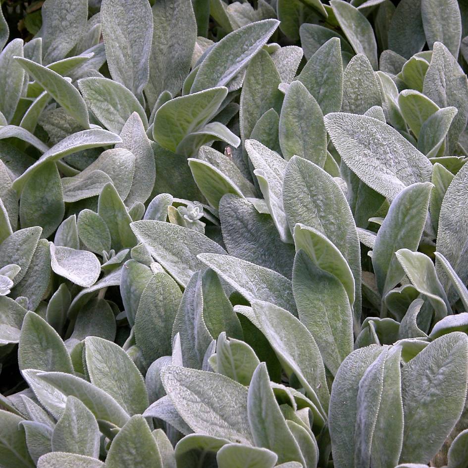 Stachys byzantina ‘Silver Carpet’