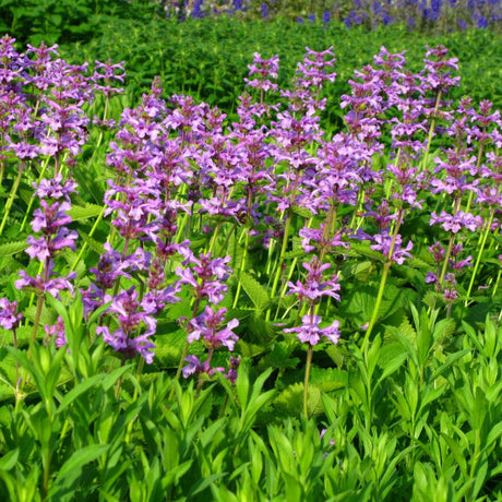Broad drift of Stachys monieri ‘Hummelo’ covered in upright purple flower spikes.