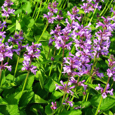 Bright purple Stachys monieri ‘Hummelo’ flowers clustered above lush green leaves.