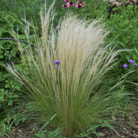 Stipa tenuissima ‘Pony Tails’