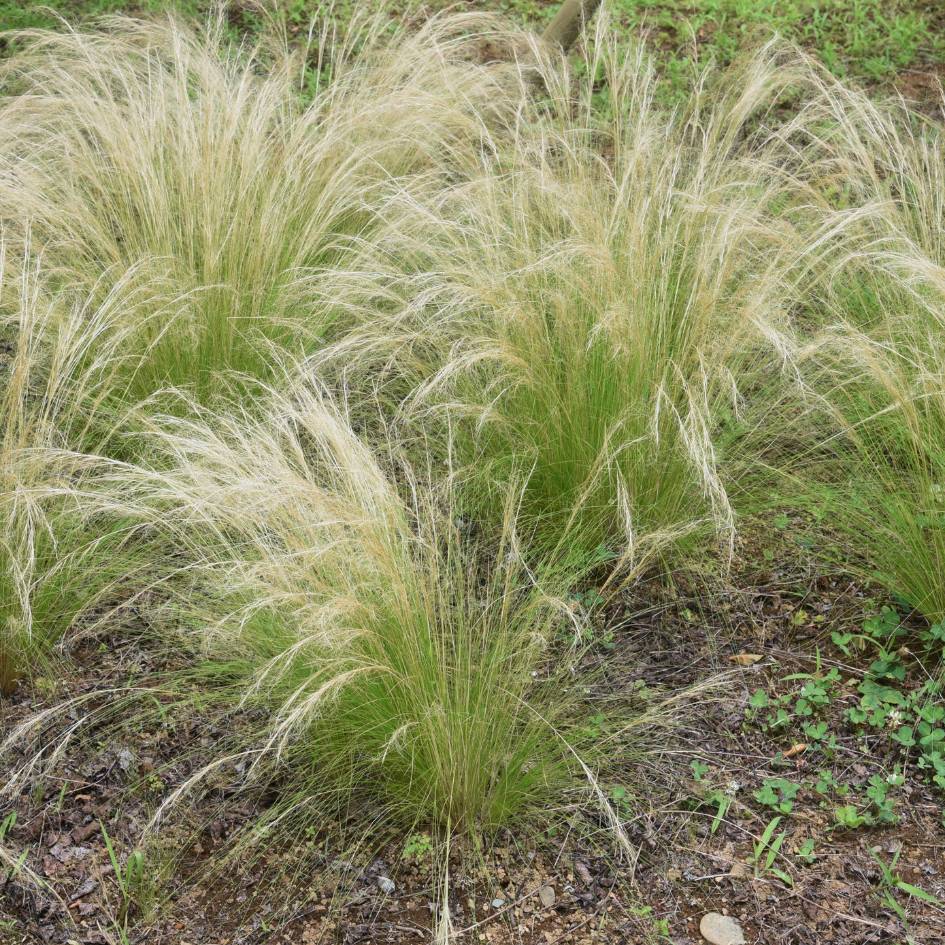 Stipa tenuissima ‘Pony Tails’