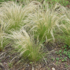 Stipa tenuissima ‘Pony Tails’