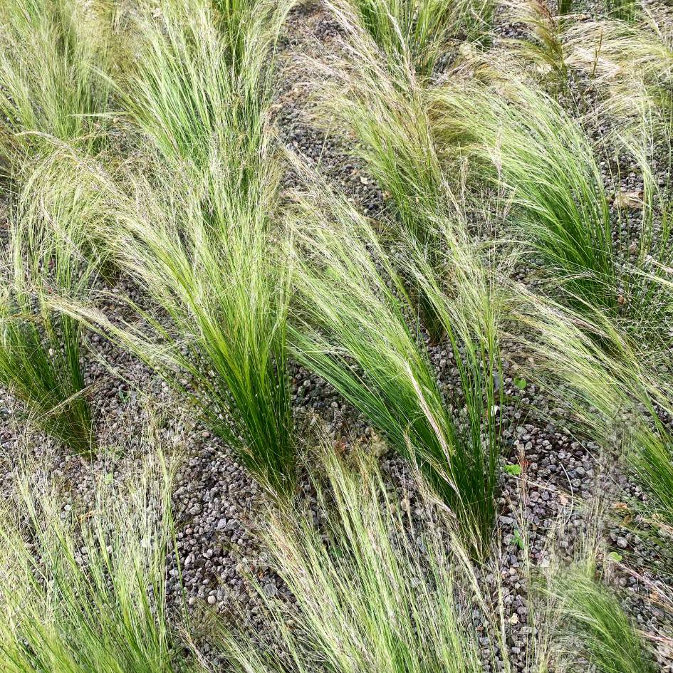 Stipa tenuissima ‘Pony Tails’