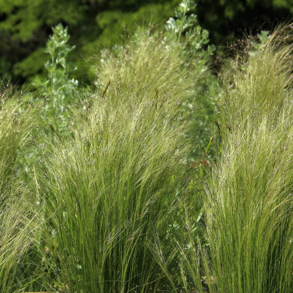 Stipa tenuissima ‘Pony Tails’