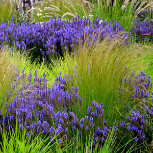 Stipa tenuissima ‘Pony Tails’