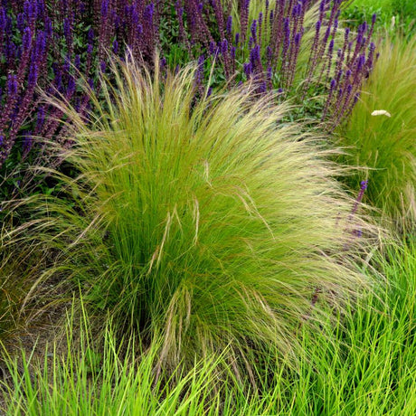 Bright green Stipa ‘Pony Tails’ mound with pale flowing plumes among purple flowers.