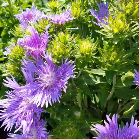 Cluster of lavender-blue Stokesia ‘Mel’s Blue’ flowers and unopened buds.