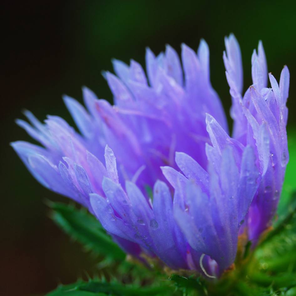 Extreme close-up of overlapping blue-violet Stokesia ‘Mel’s Blue’ petals.