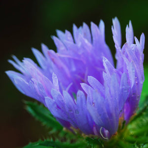 Extreme close-up of overlapping blue-violet Stokesia ‘Mel’s Blue’ petals.