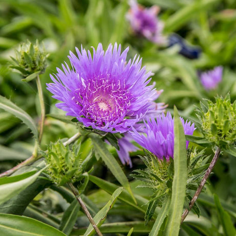 Close-up of a vivid lavender-blue Stokesia ‘Mel’s Blue’ flower and green buds.
