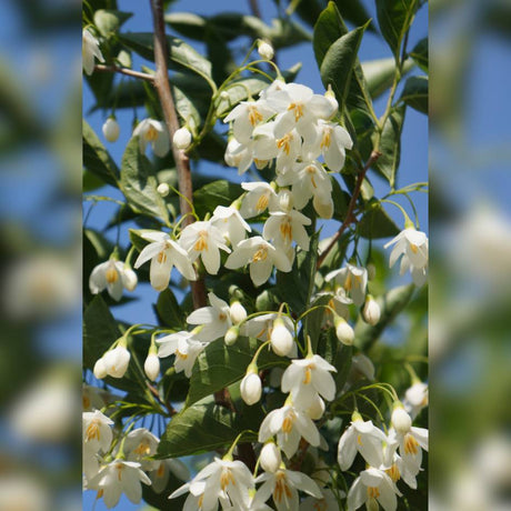 Clusters of white bell-shaped Styrax ‘June Snow’ flowers hanging among glossy leaves.