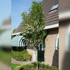 Styrax japonicus ‘June Snow’