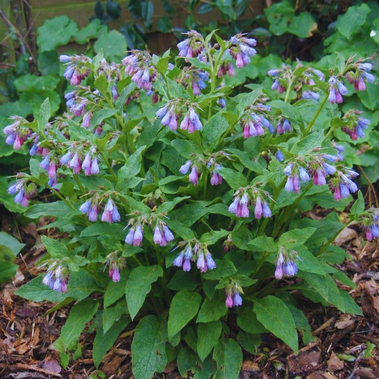 Symphytum ibericum ‘Wisley Blue’