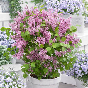 Syringa meyeri ‘Flowerfesta Pink’