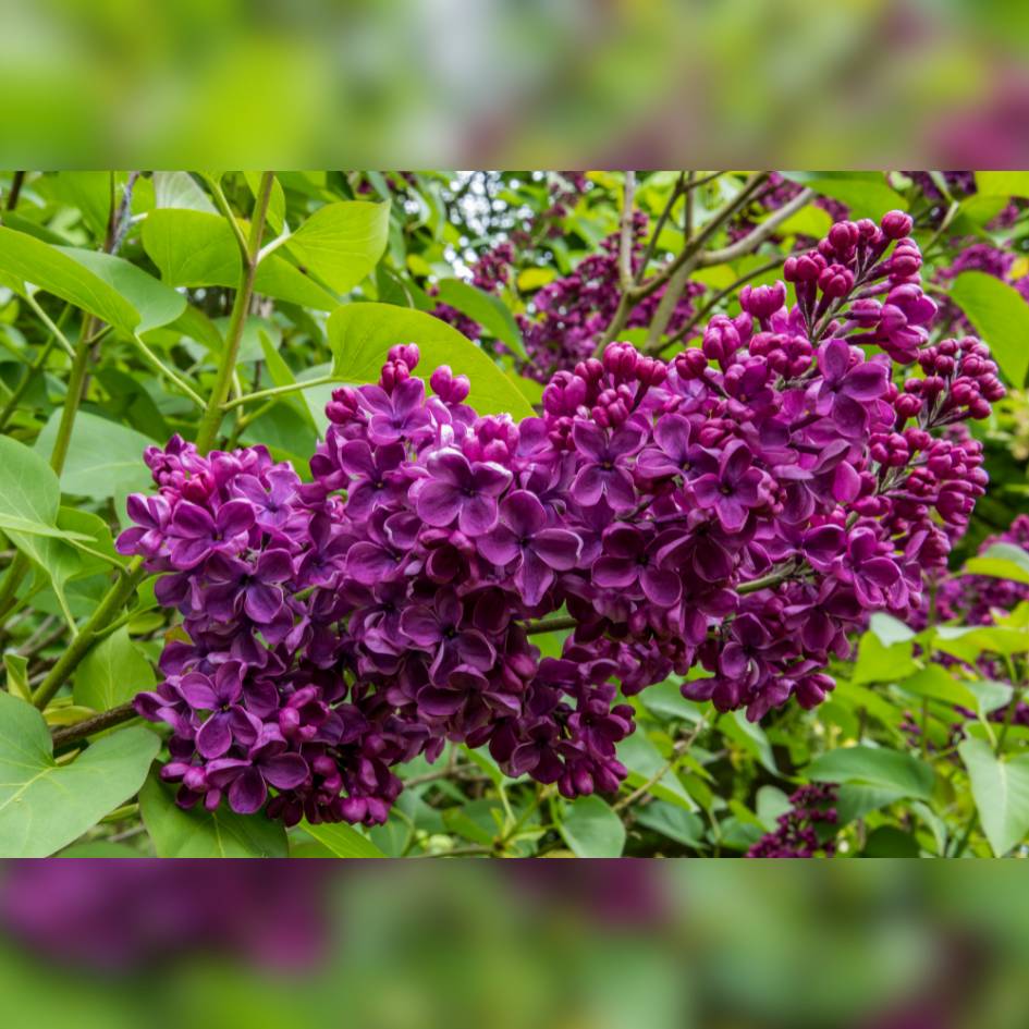 Syringa ‘Souvenir de Louis Spaeth’