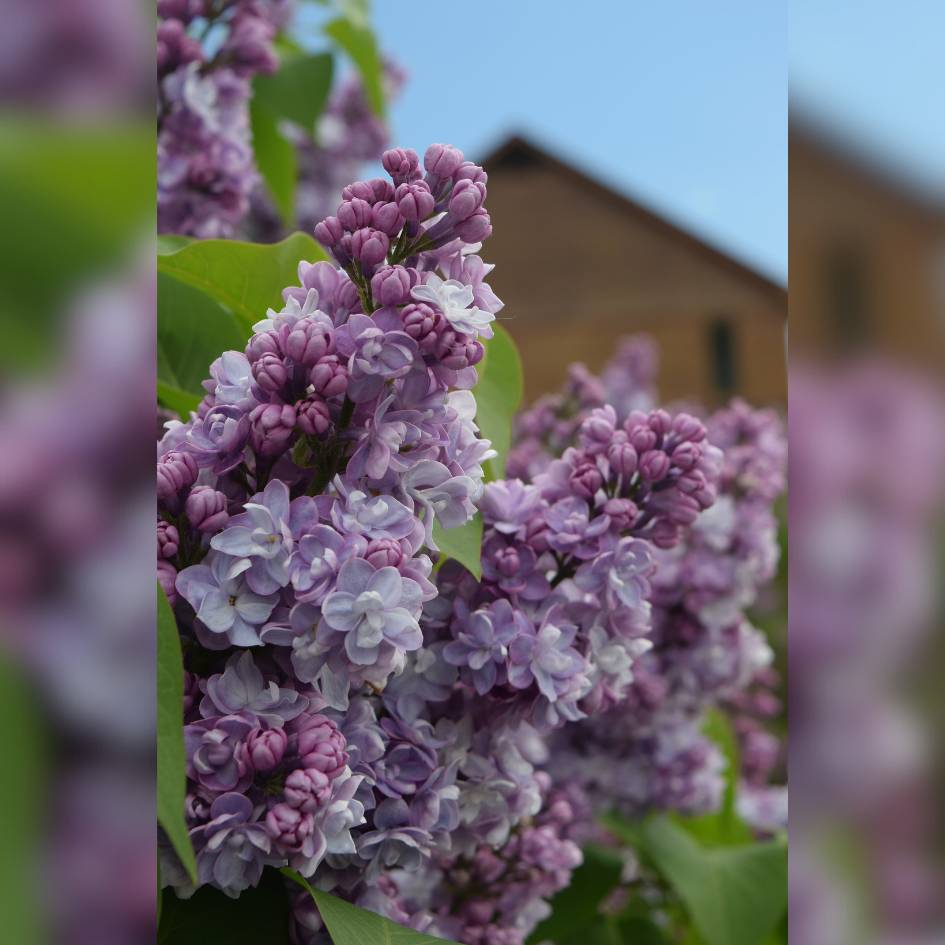 Syringa vulgaris ‘Michel Buchner’