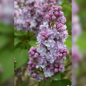 Syringa vulgaris ‘Michel Buchner’
