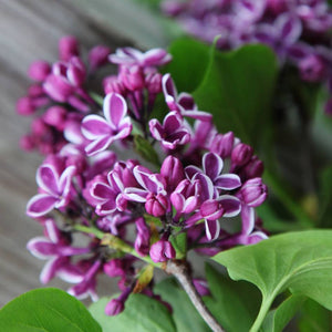 Syringa vulgaris ‘Sensation’