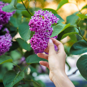 Syringa vulgaris ‘Sensation’