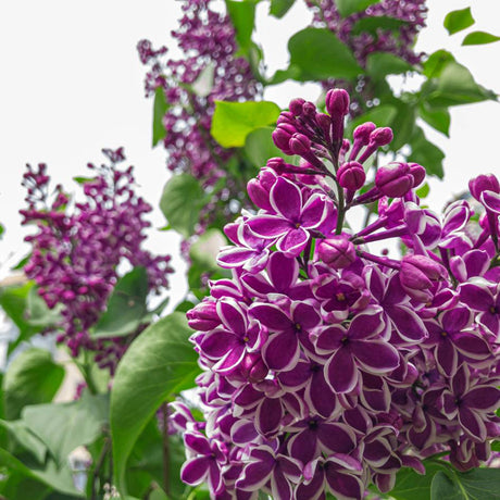 Close-up of purple Syringa ‘Sensation’ flowers edged sharply in white.