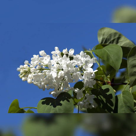 White Syringa ‘Souvenir d’Alice Harding’ flower cluster against a clear blue sky.