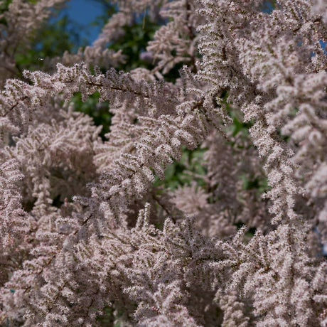 Close-up of dense, feathery pale pink Tamarix gallica flower sprays.