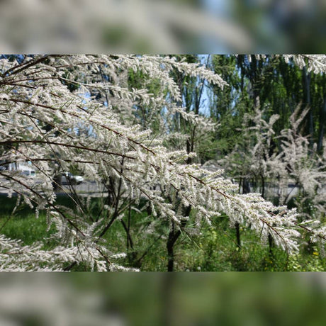 Arching Tamarix ‘Hulsdonk White’ branches covered with white flower sprays.