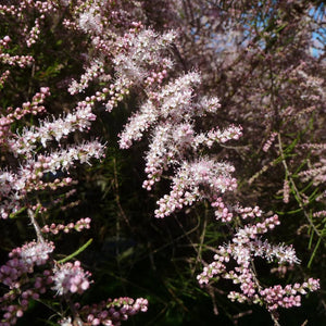 Tamarix tetrandra